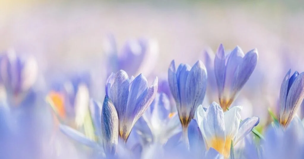 Bagatela - crocuses, flowers, plants image to bagatela wiki definition