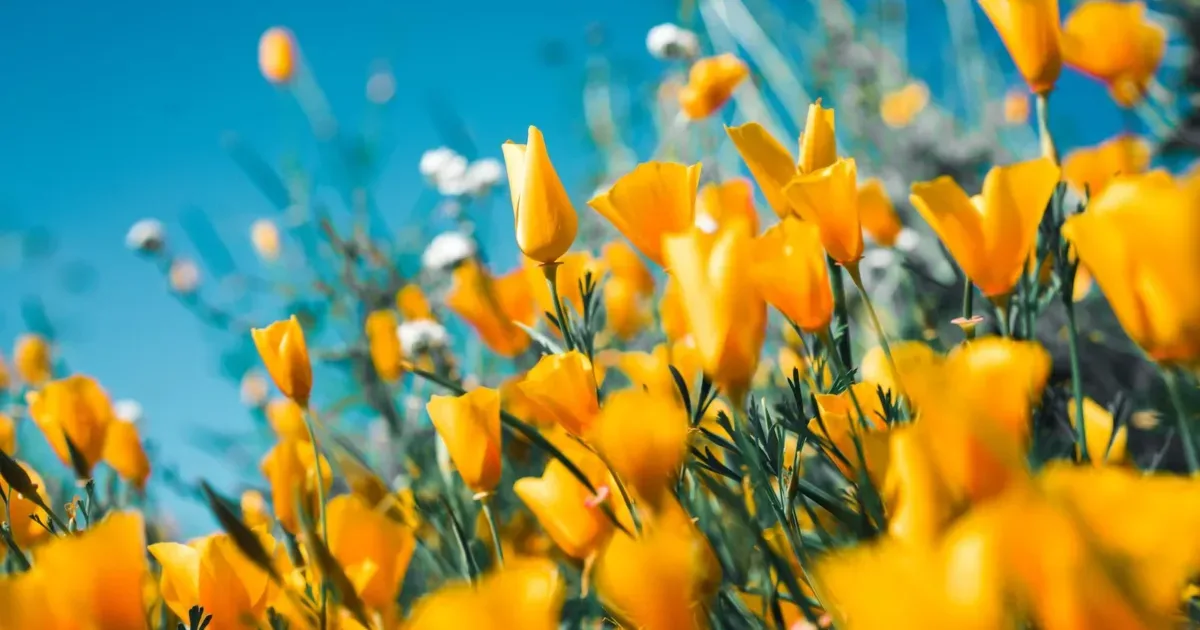 15 wspaniałych klasycznych arcydzieł do posłuchania w letnie popołudnie orange petaled flowers