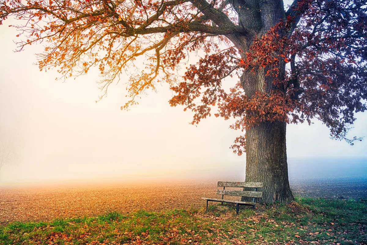 Przeboje muzyki kameralnej tree, park bench, autumn