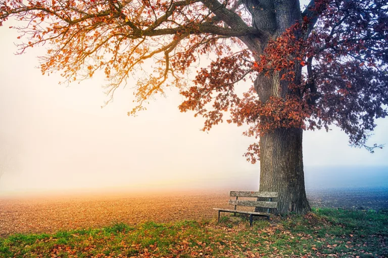 Przeboje muzyki kameralnej tree, park bench, autumn