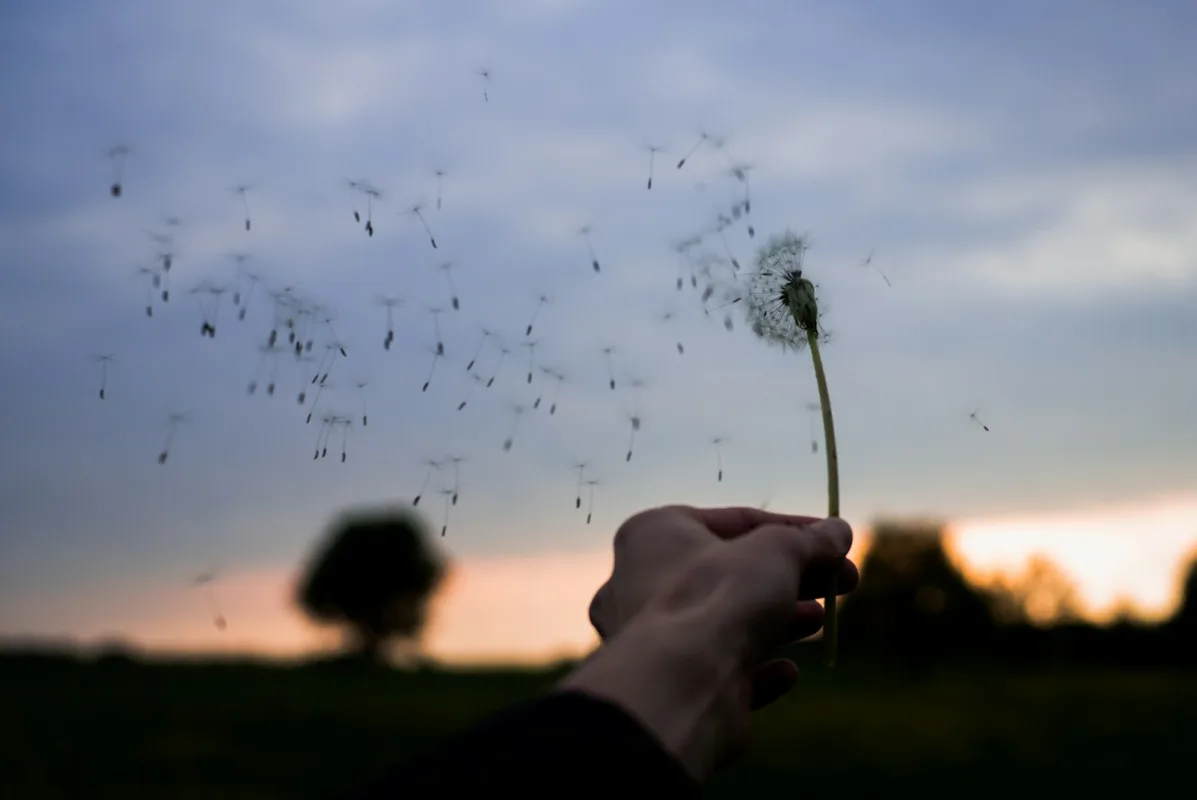 Koncert na fagot i orkiestrę KV 191 person holding white dandelion flower