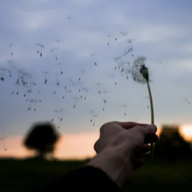 Koncert na fagot i orkiestrę KV 191 person holding white dandelion flower