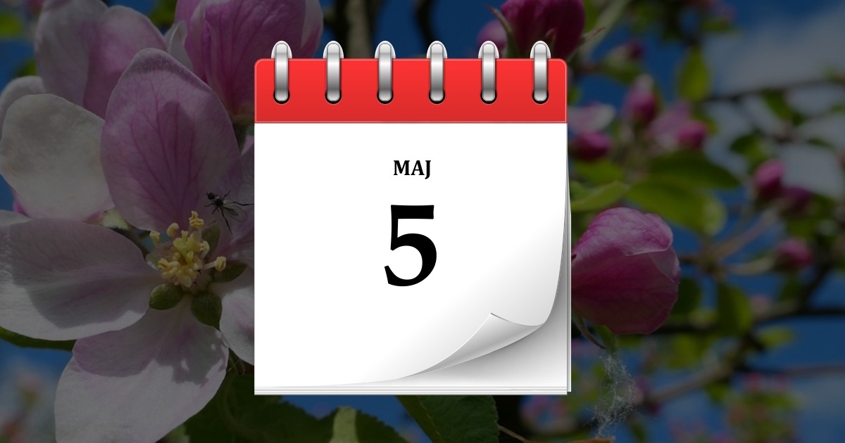 5 maja