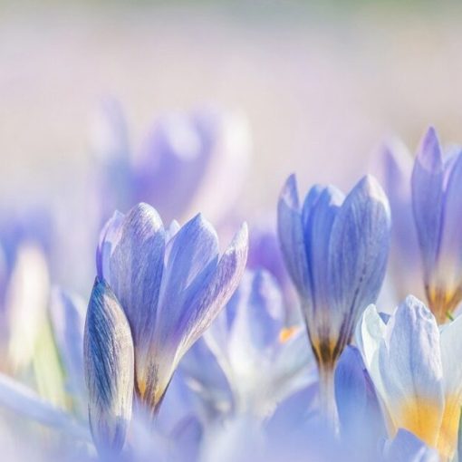 Bagatela - crocuses, flowers, plants image to bagatela wiki definition